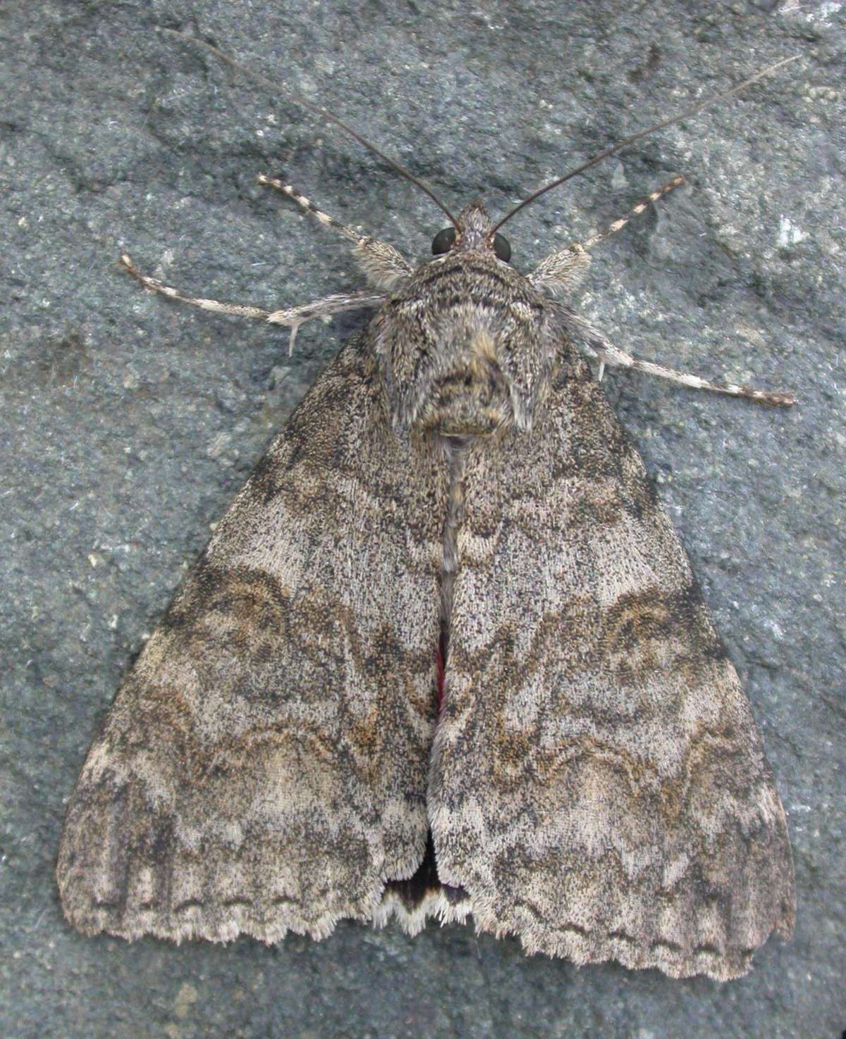 Red Underwing (Catocala nupta) photographed in Kent by Ross Newham 