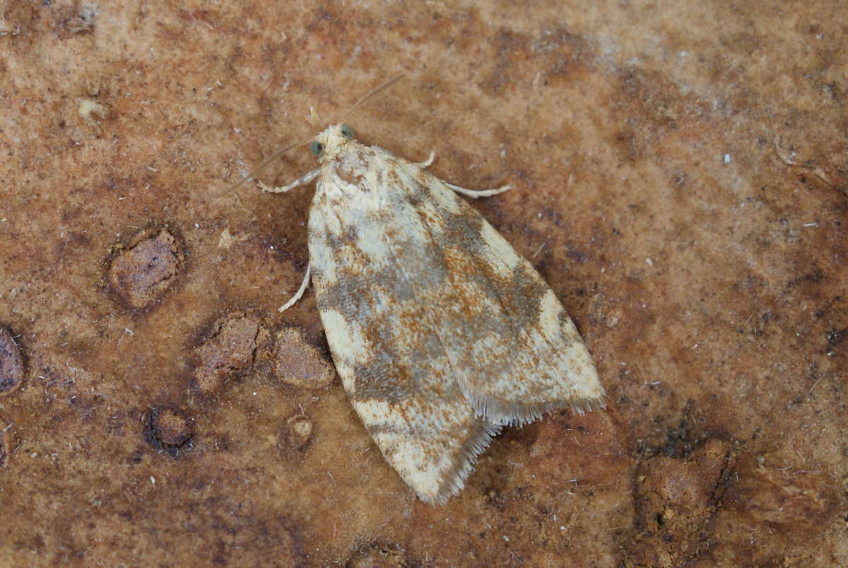 Yellow Oak Button (Aleimma loeflingiana) photographed at Aylesham  by Dave Shenton 