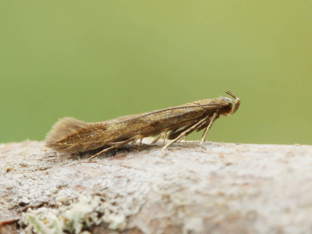 Buff-marked Neb (Monochroa lucidella) photographed in Kent by David Beadle 