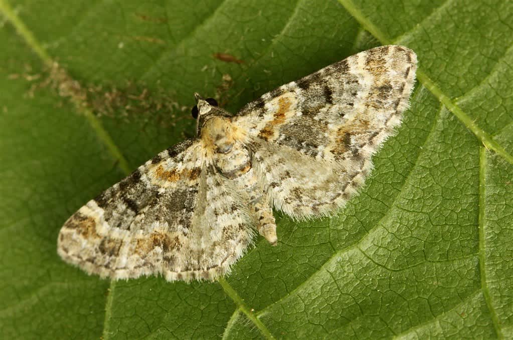 Toadflax Pug (Eupithecia linariata) photographed in Kent by Carol Strafford 