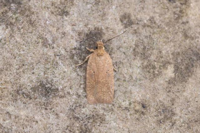Ruddy Flat-body (Agonopterix subpropinquella) photographed in Kent by Alex Perry