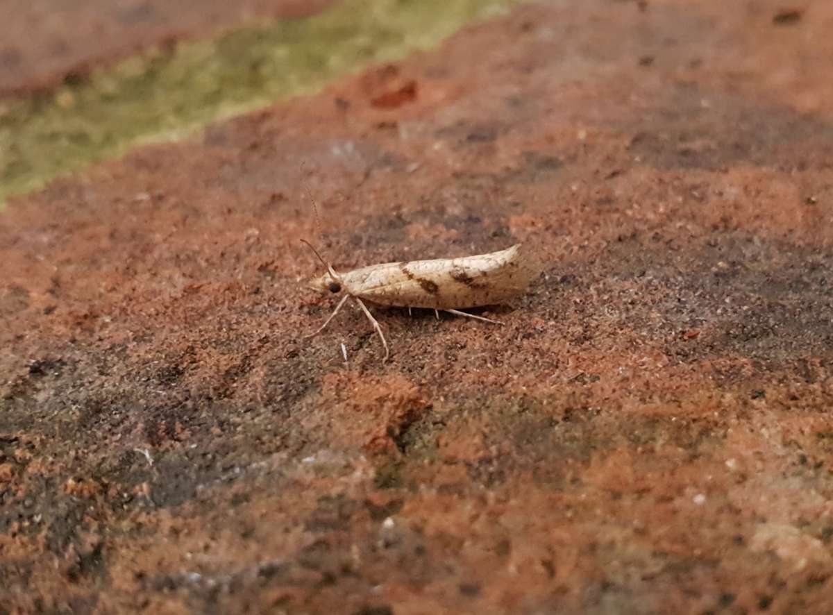 Wood Smudge (Ypsolopha sylvella) photographed in Kent by Andrew Lawson