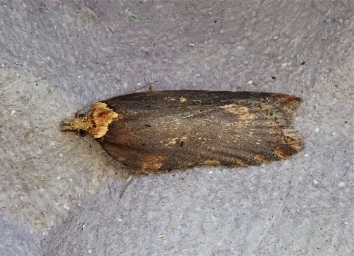 Sallow Button (Acleris hastiana) photographed in Kent by John Dale 