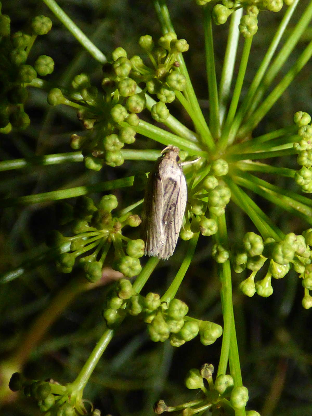 Estuarine Flat-body (Agonopterix putridella) photographed at Long Rock  by Rebecca Levey