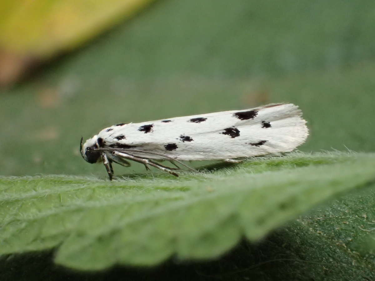 Dotted Ermel (Ethmia dodecea) photographed in Kent by Dave Shenton 