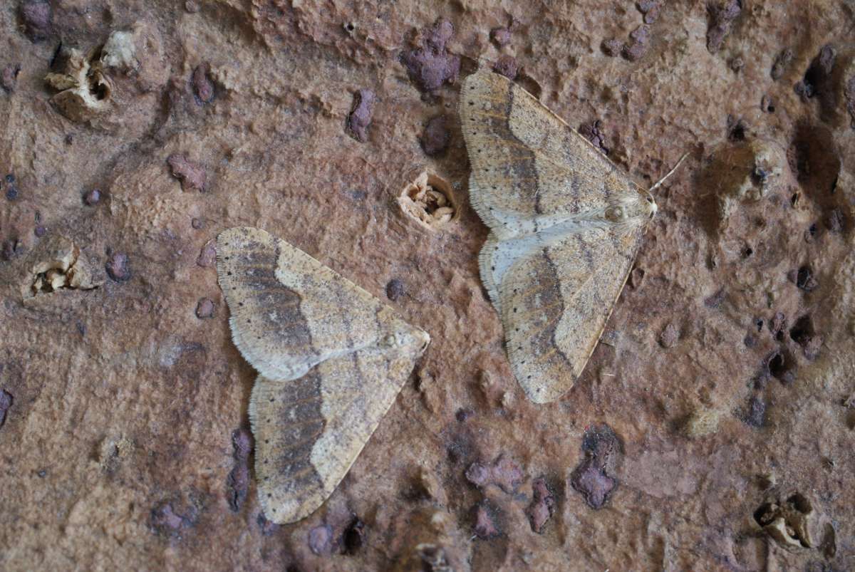 Dotted Border (Agriopis marginaria) photographed at Aylesham  by Dave Shenton 