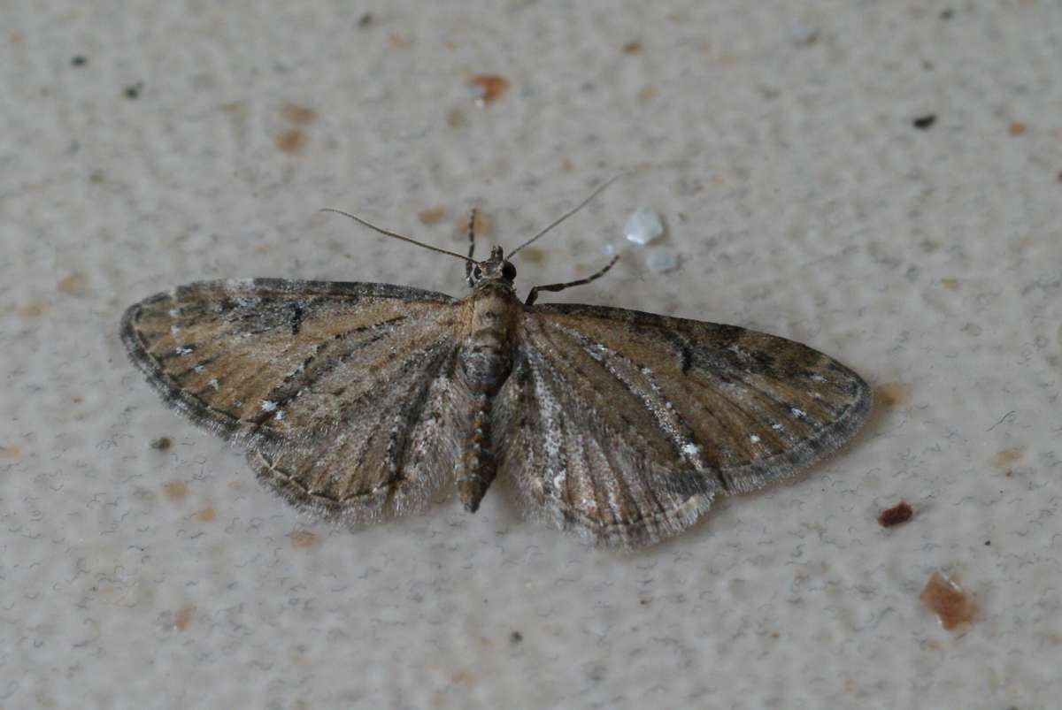 Common Pug (Eupithecia vulgata) photographed at Aylesham  by Dave Shenton 