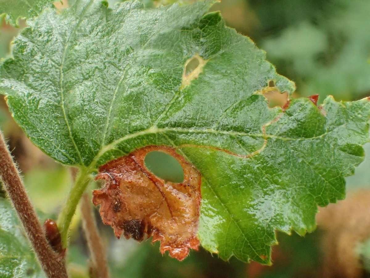 Striped Leaf-cutter (Phylloporia bistrigella) photographed in Kent by Dave Shenton 