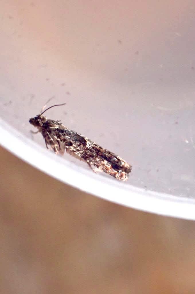 Common Birch Bell (Epinotia immundana) photographed in Kent by Oliver Bournat