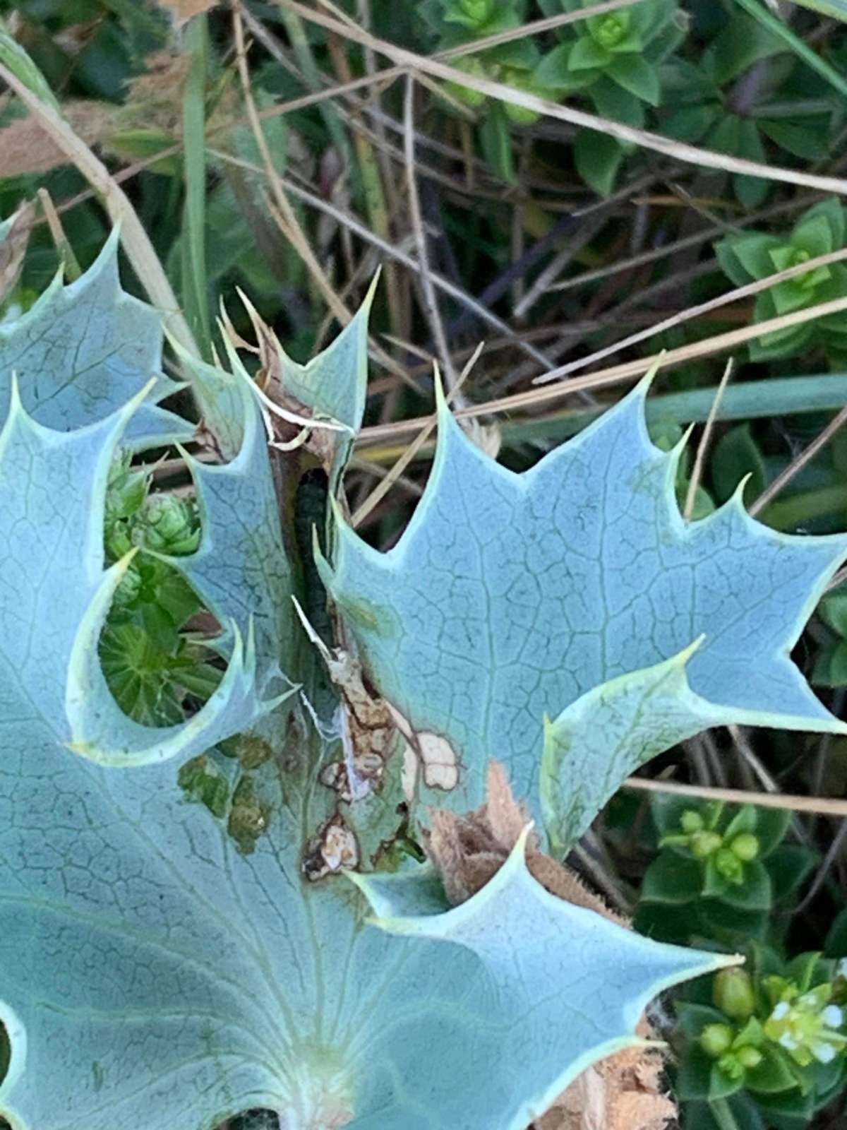 Sea-holly Flat-body (Agonopterix cnicella) photographed in Kent by Dave Shenton 