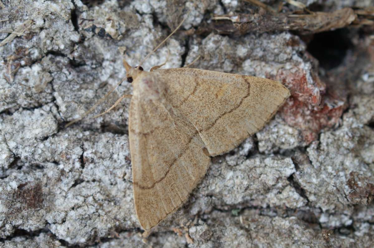 Clay Fan-foot (Paracolax tristalis) photographed in Kent by Dave Shenton 