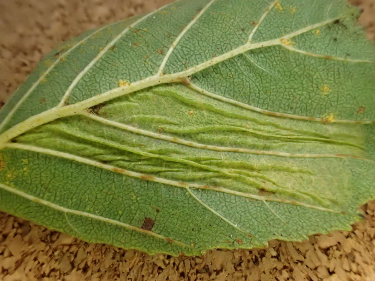 Broad-barred Midget (Phyllonorycter froelichiella) photographed in Kent by Dave Shenton 