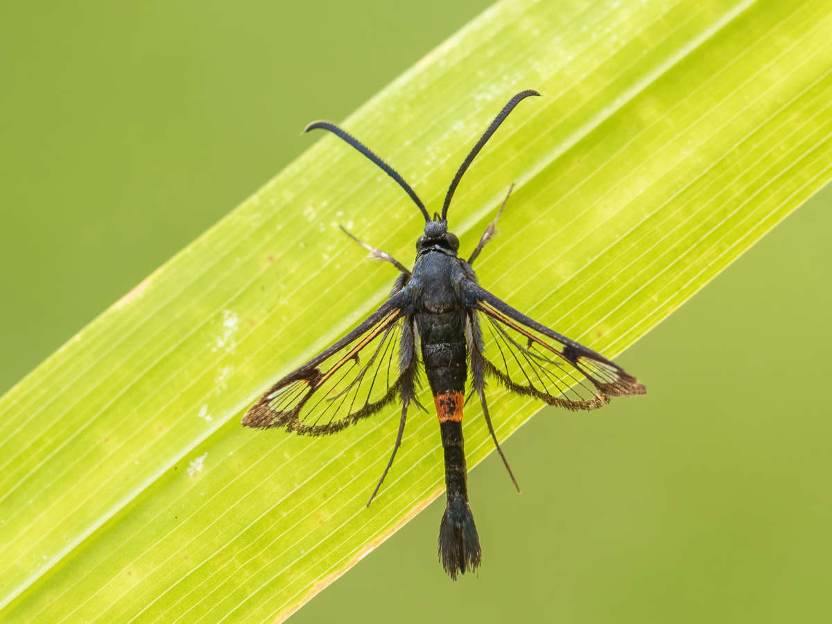 Red-belted Clearwing (Synanthedon myopaeformis) photographed at Bishopstone   by Alex Perry