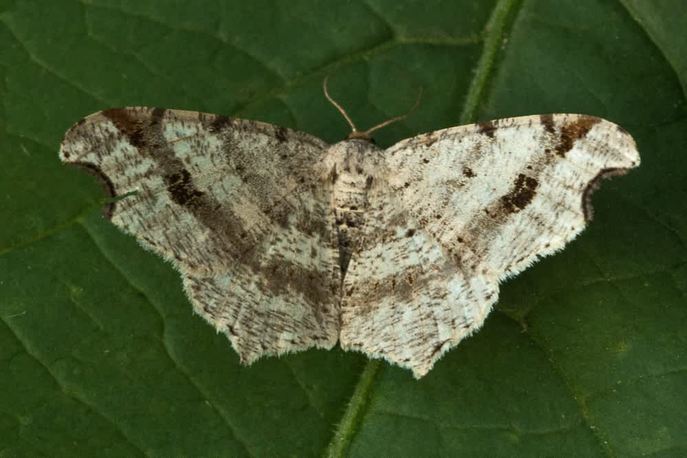 Sharp-angled Peacock (Macaria alternata) photographed in Kent by Tony Morris 