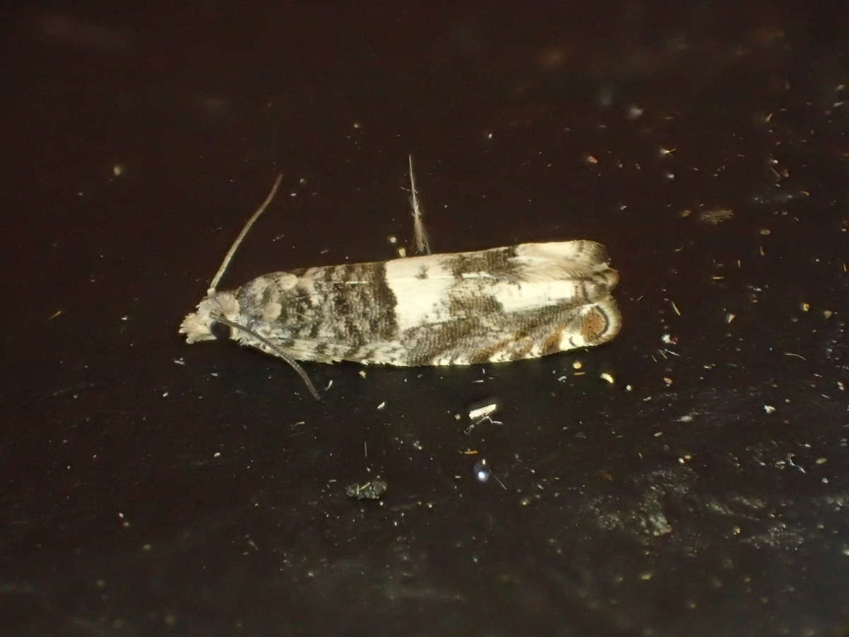 Birch Bell (Epinotia demarniana) photographed in Kent by Dave Shenton 