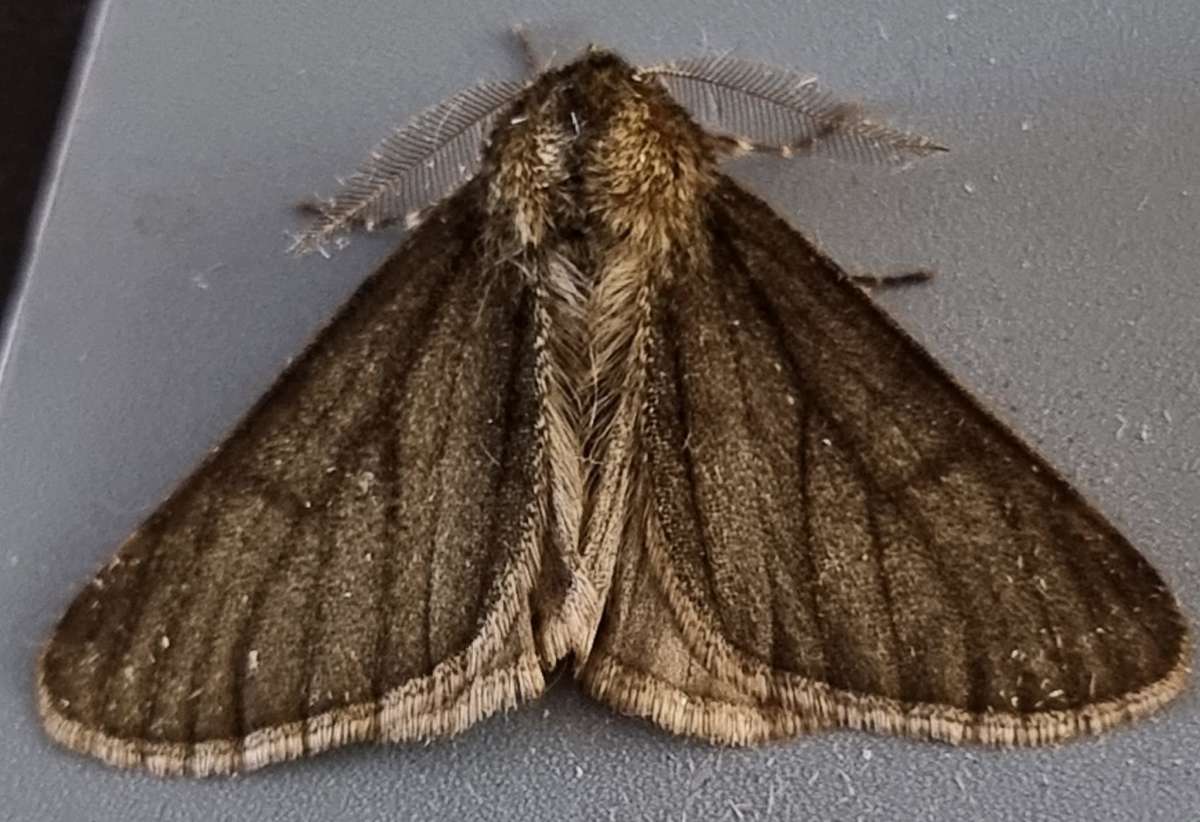 Pale Brindled Beauty (Phigalia pilosaria) photographed at Ashford  by Leonard Cooper 