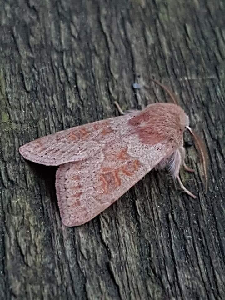 Blossom Underwing (Orthosia miniosa) photographed in Kent by Leonard Cooper