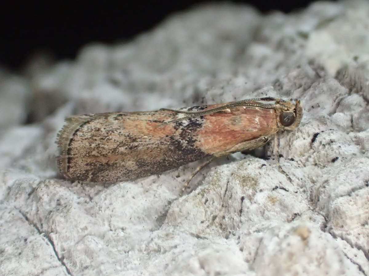 Willow Knot-horn (Sciota adelphella) photographed in Kent by Dave Shenton 