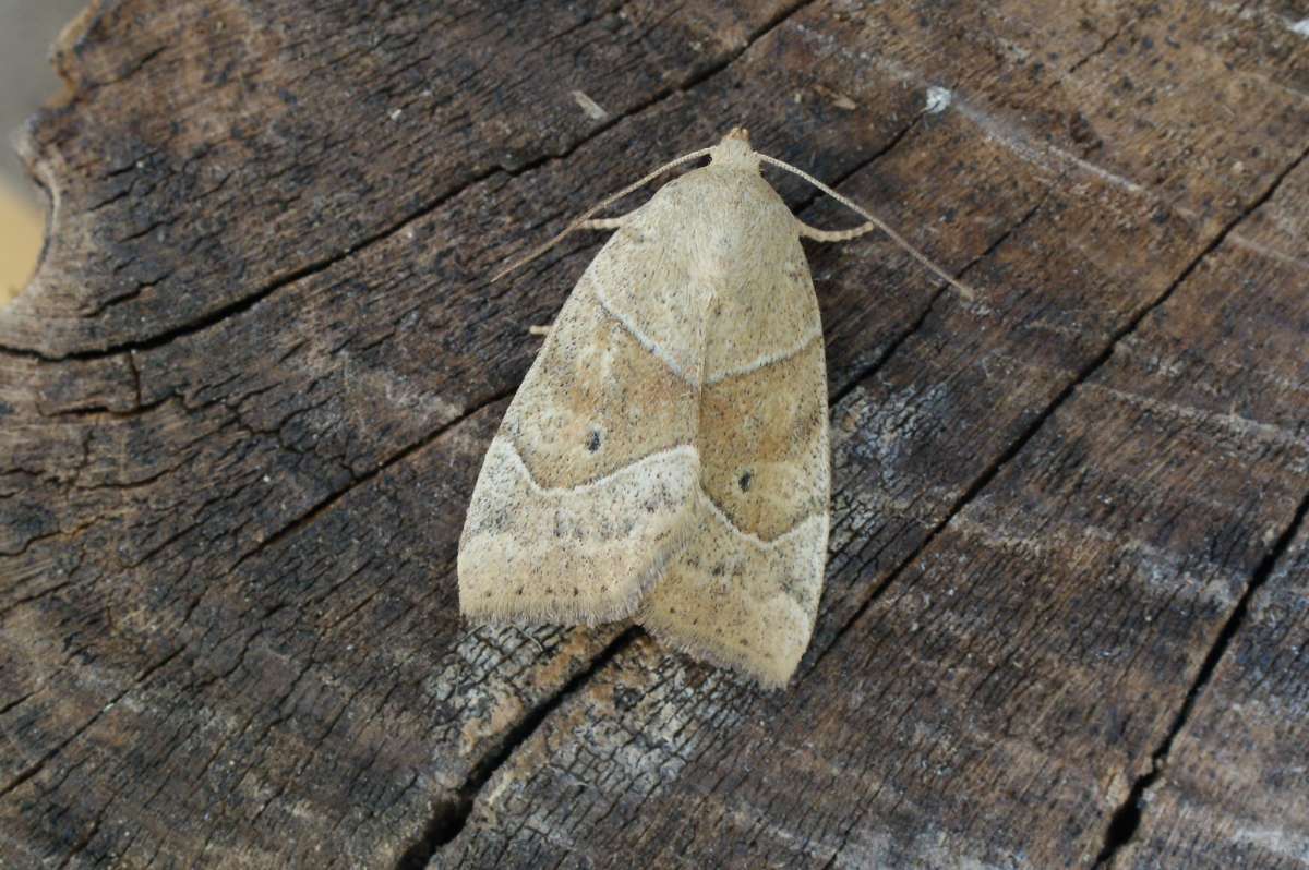 Dun-bar (Cosmia trapezina) photographed at Aylesham  by Dave Shenton 