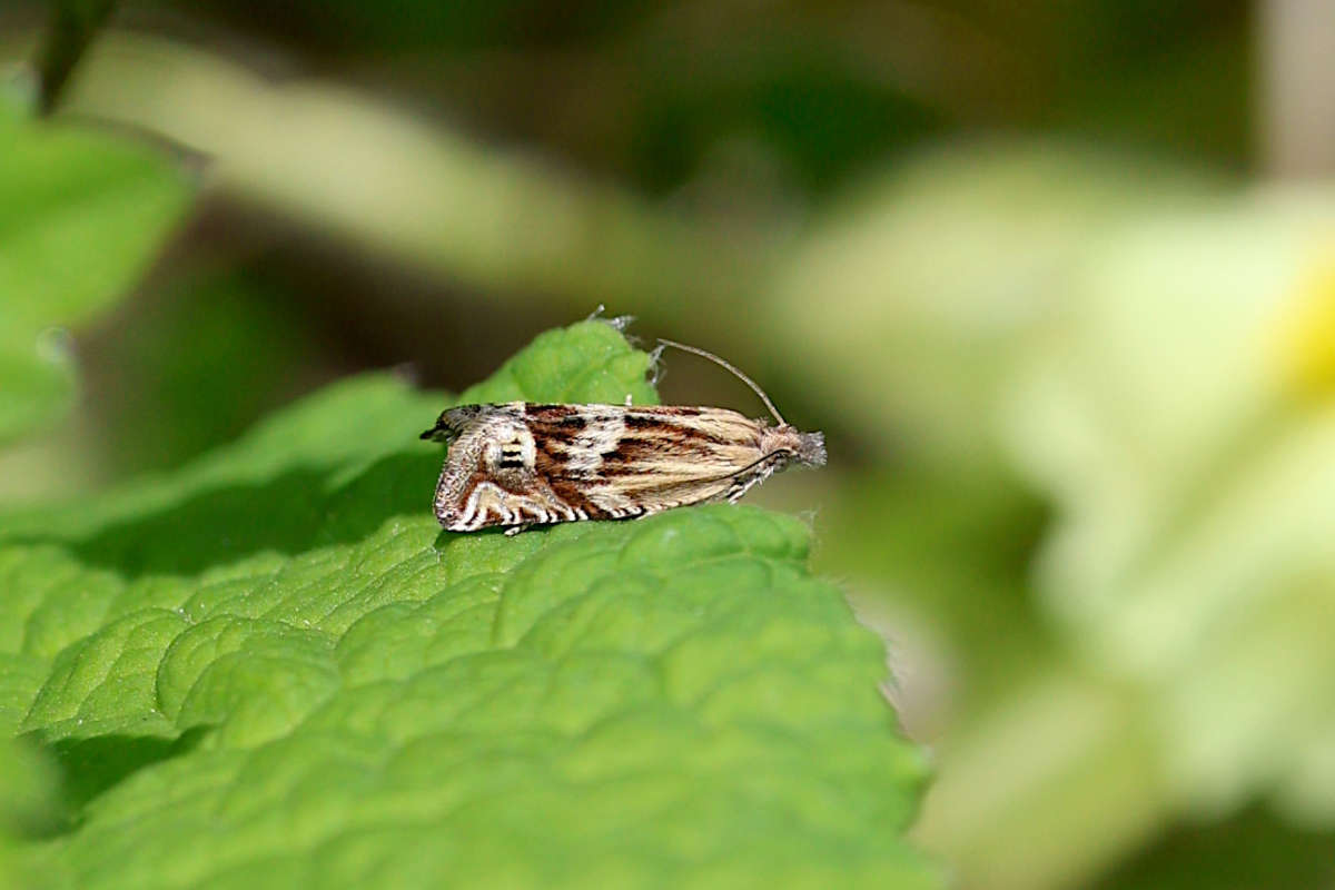 Golden-rod Bell (Eucosma aspidiscana) photographed at Denge Woods by M & K Rutter