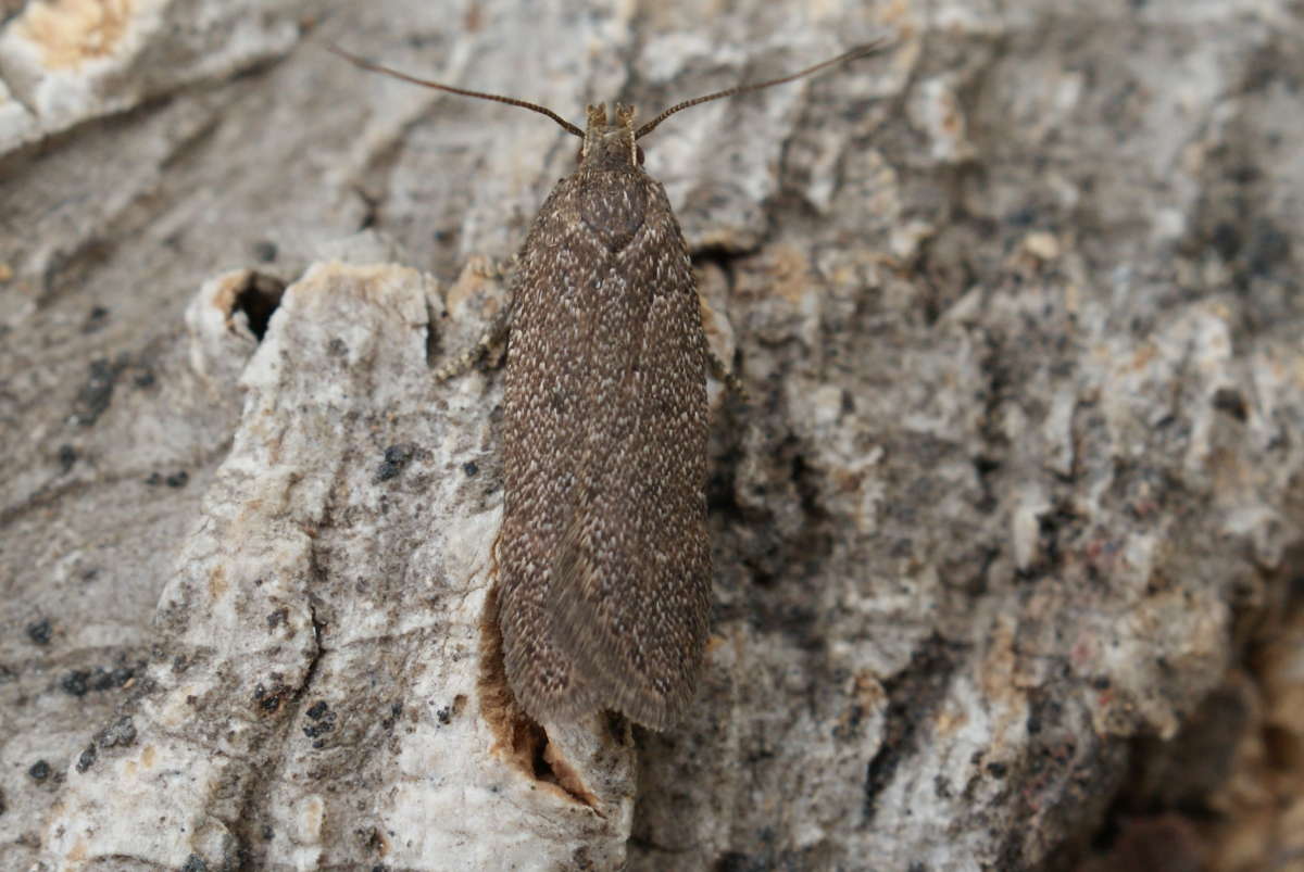 Cinerous Neb (Bryotropha terrella) photographed in Kent by Dave Shenton