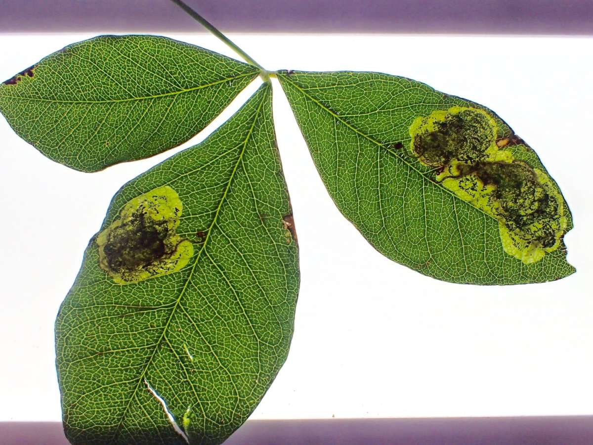 Laburnum Leaf-miner (Leucoptera laburnella) photographed in Kent by Dave Shenton 