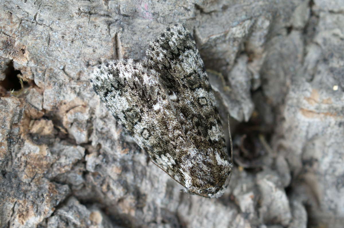 Knot Grass (Acronicta rumicis) photographed at Aylesham  by Dave Shenton 