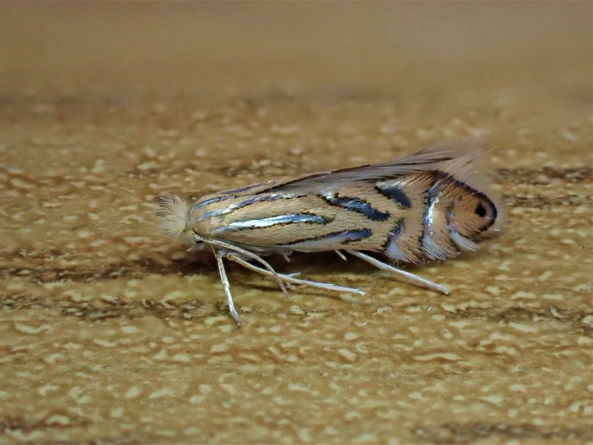 London Midget (Phyllonorycter platani) photographed in Kent by Antony Wren