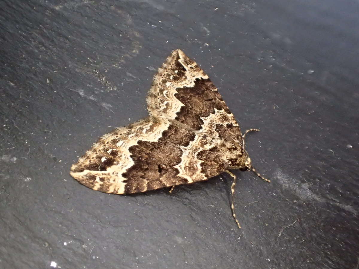 Water Carpet (Lampropteryx suffumata) photographed at Aylesham  by Dave Shenton 