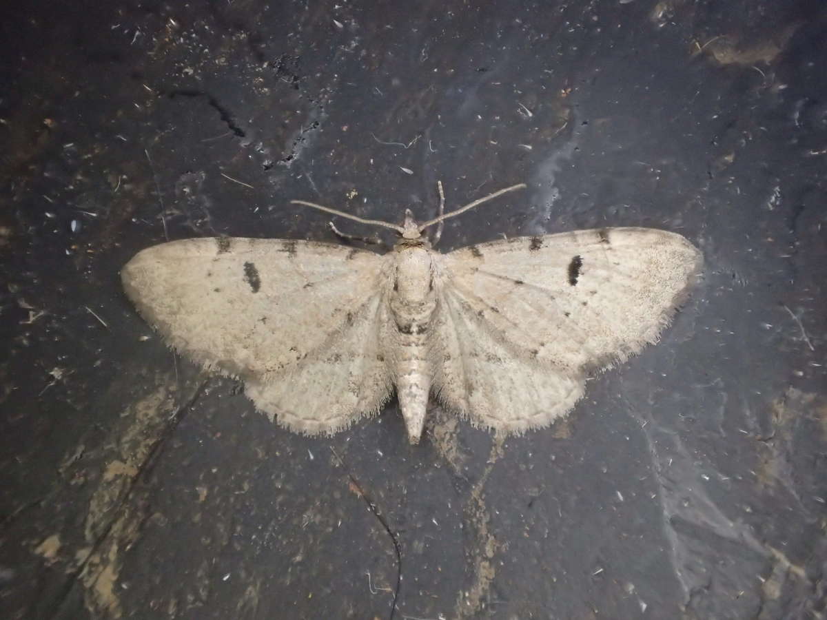 Bleached Pug (Eupithecia expallidata) photographed at Bonsai Bank  by Dave Shenton 