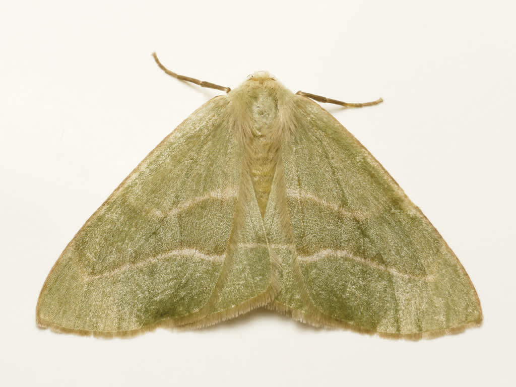 Barred Red (Hylaea fasciaria) photographed in Kent by D Beadle 