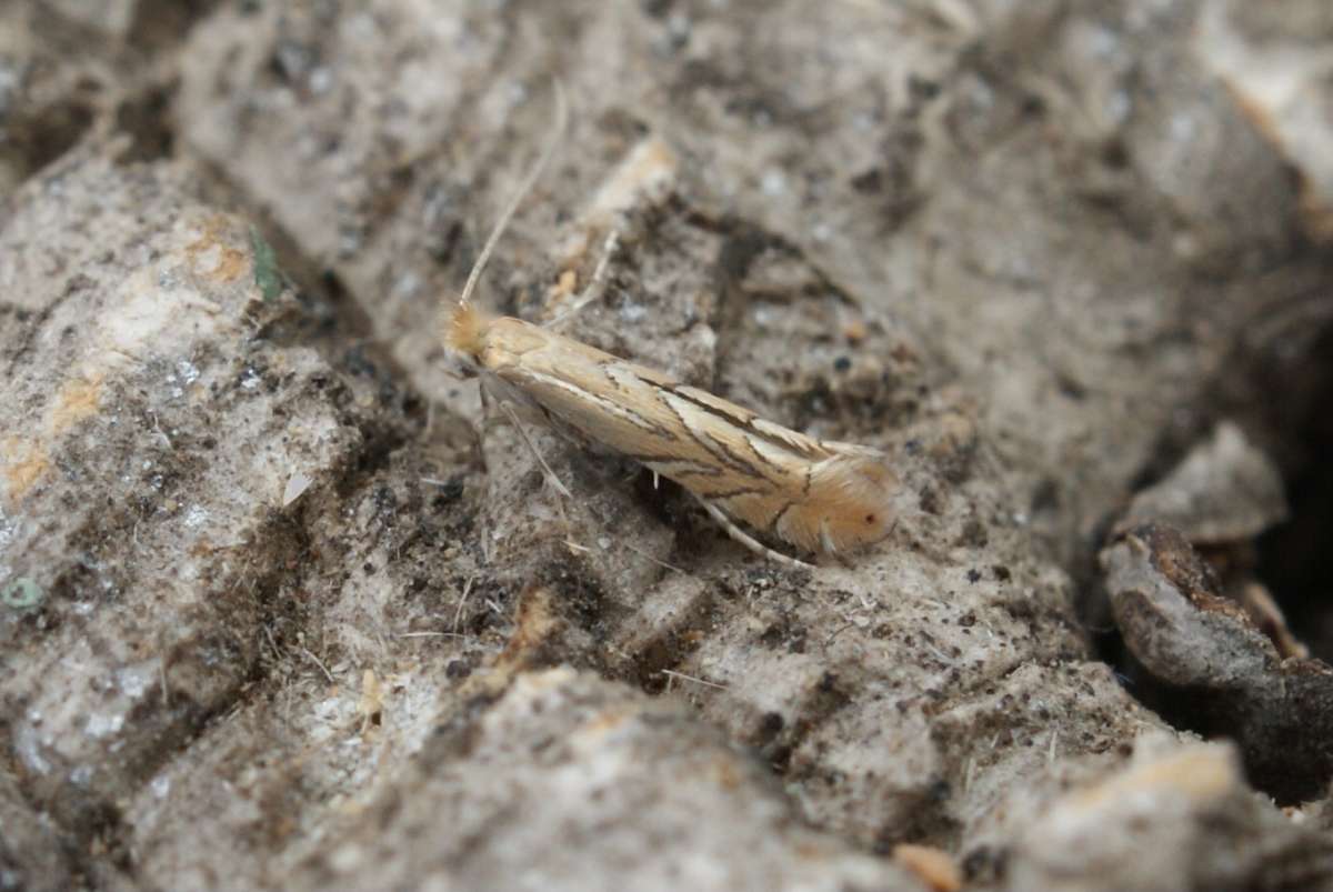 Garden Midget (Phyllonorycter messaniella) photographed in Kent by Dave Shenton 