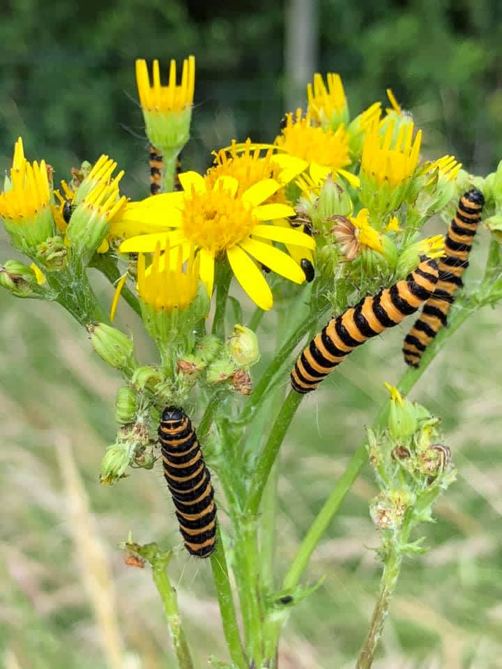 The Cinnabar (Tyria jacobaeae) photographed in Kent by Tracey Corbishley