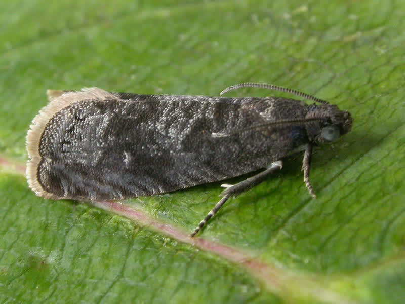 Plum Fruit Moth (Grapholita funebrana) photographed in Kent by David Beadle 