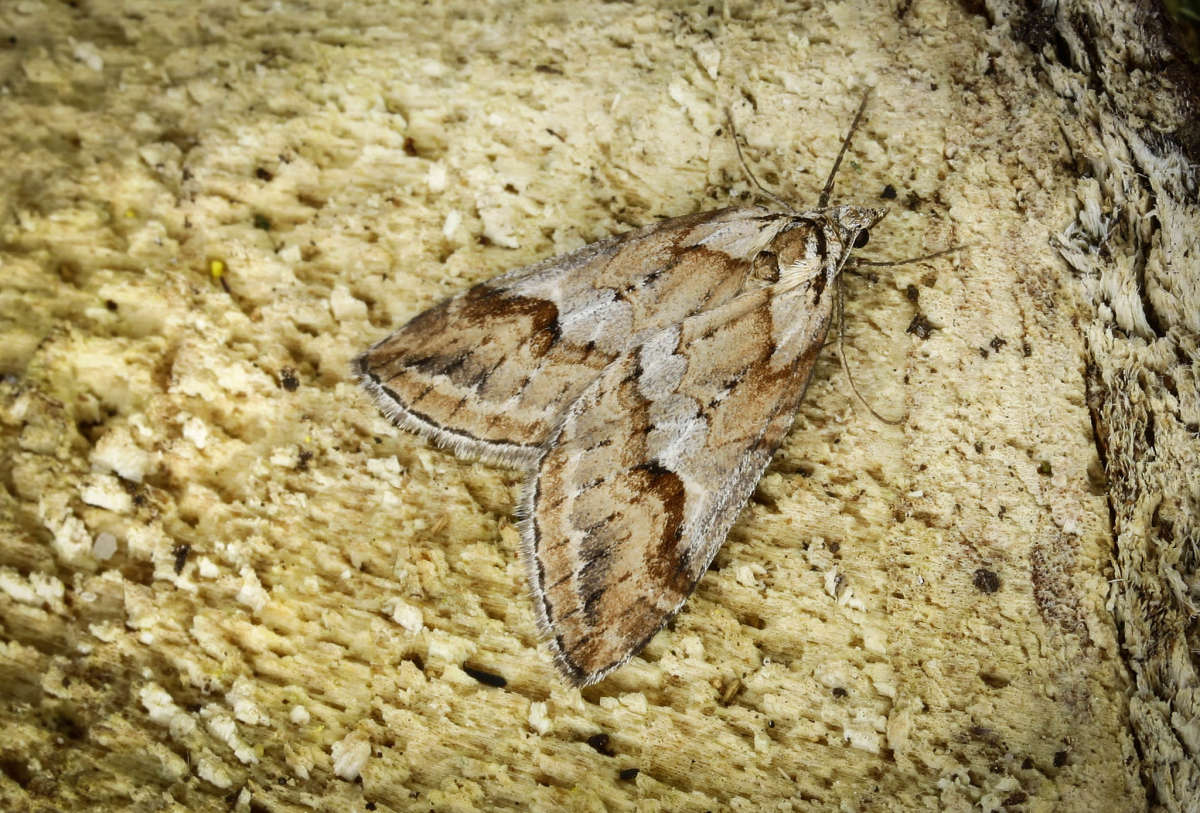 Broom-tip (Chesias rufata) photographed in Kent by Carol Strafford 