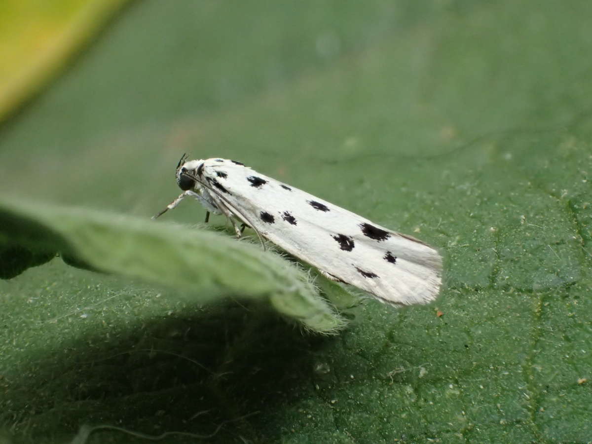 Dotted Ermel (Ethmia dodecea) photographed at Aylesham  by Dave Shenton 