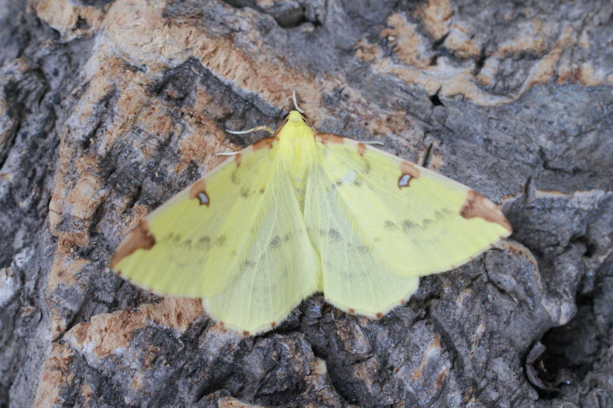 Brimstone Moth (Opisthograptis luteolata) photographed at Aylesham  by Dave Shenton 