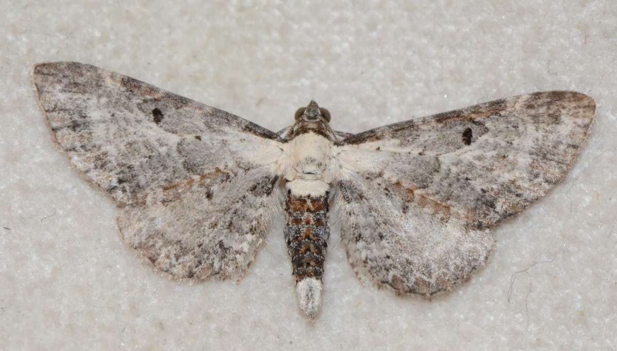 Bordered Pug (Eupithecia succenturiata) photographed in Kent by Alan Stubbs