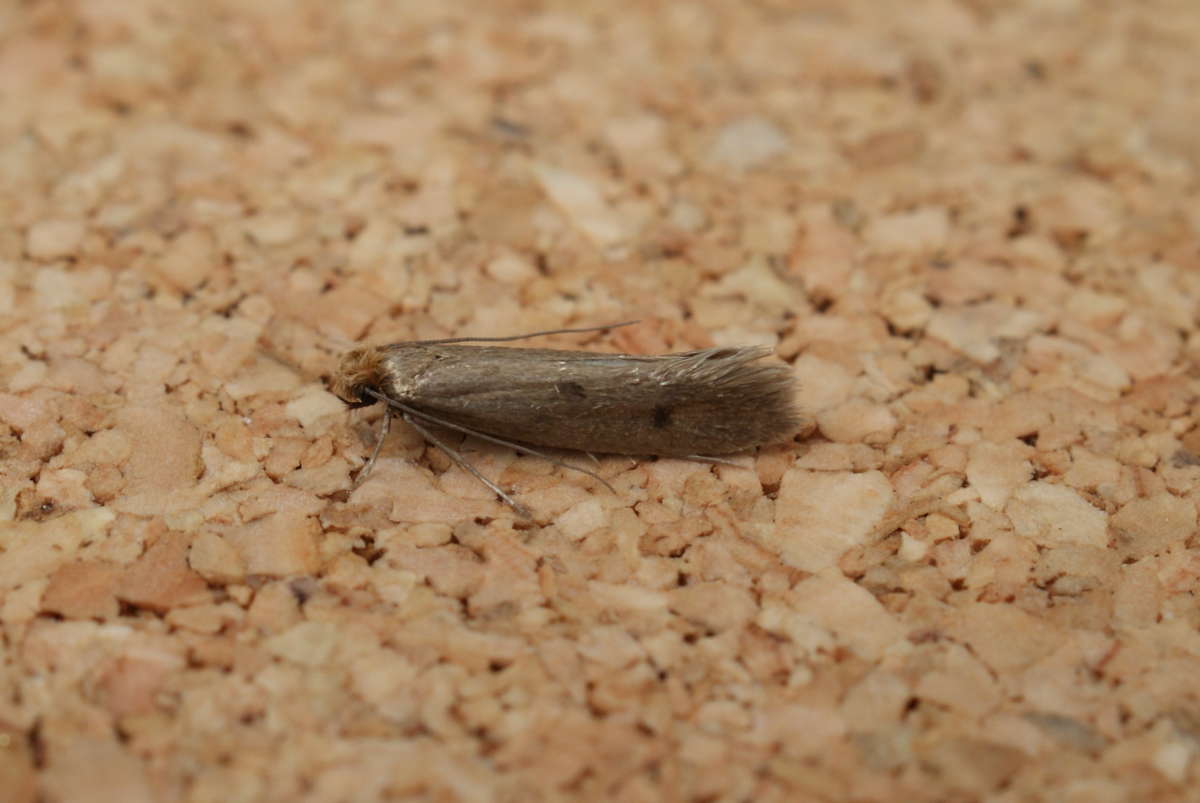 Case-bearing Clothes Moth (Tinea pellionella) photographed in Kent by Dave Shenton 