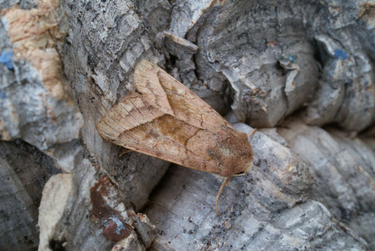 Rosy Rustic (Hydraecia micacea) photographed at Aylesham  by Dave Shenton 