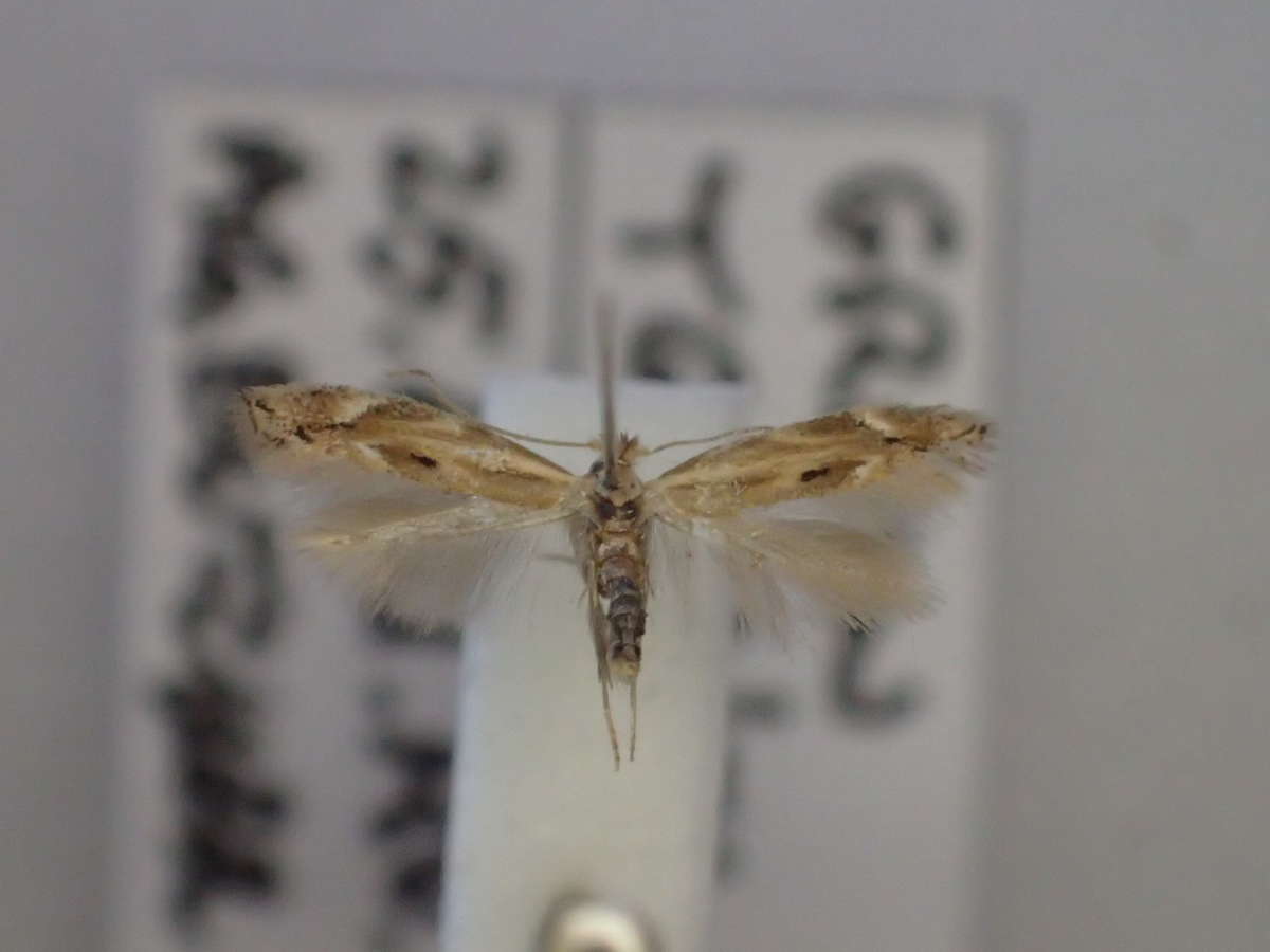 Saltern Bent-wing (Bucculatrix maritima) photographed at Grain by Dave Shenton 