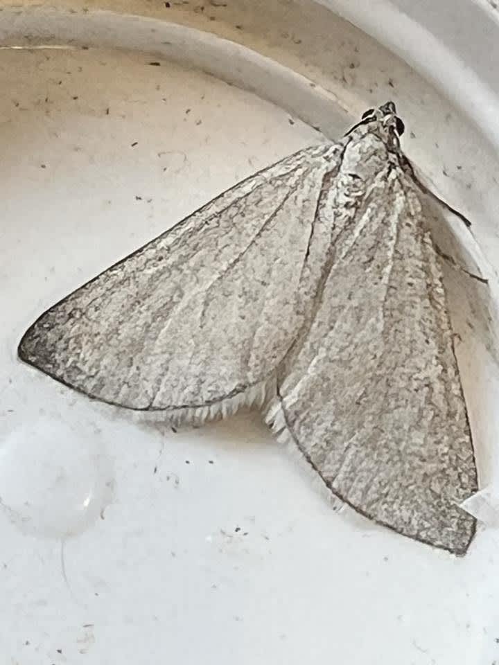 Grey Carpet (Lithostege griseata) photographed in Kent by Adrian Preston