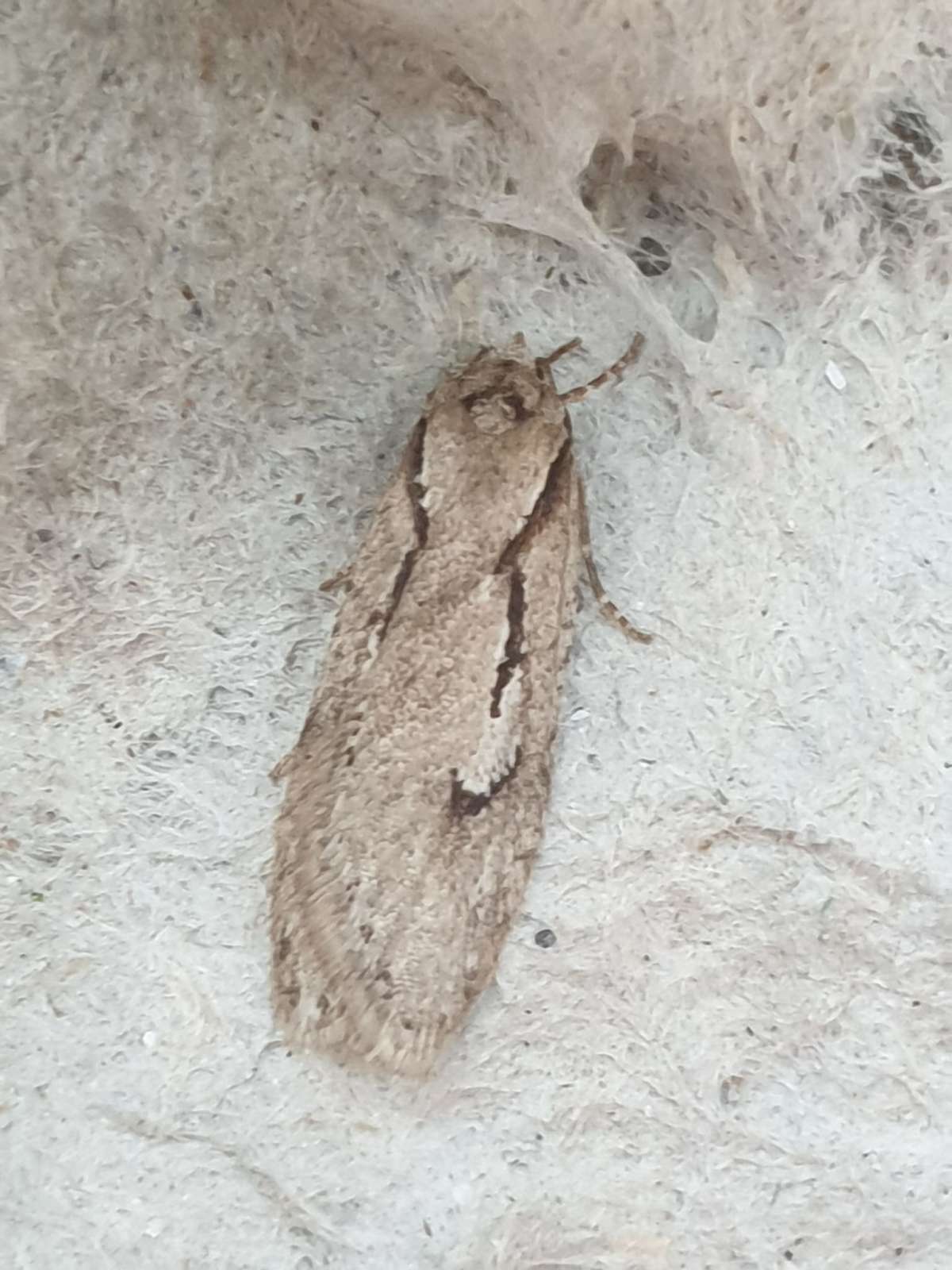 Early Flat-body (Semioscopis avellanella) photographed in Kent by Phil Ambler