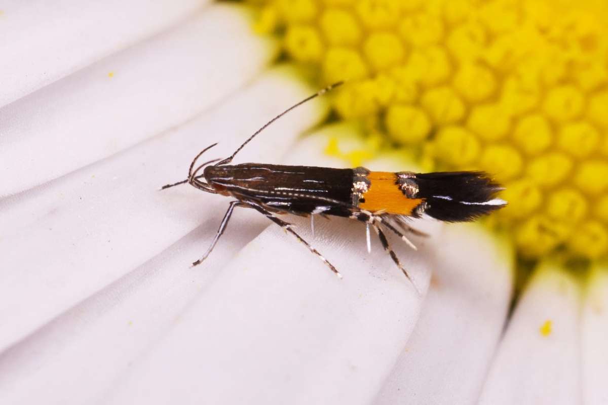 Pellitory Cosmet (Cosmopterix pulchrimella) photographed in Kent by Antony Wren