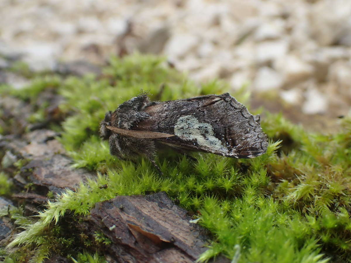 Figure of Eight (Diloba caeruleocephala) photographed in Kent by Dave Shenton 