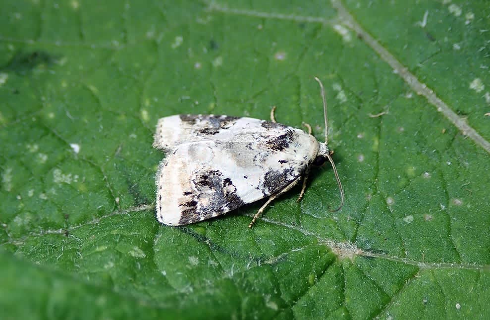 Shining Marbled (Pseudeustrotia candidula) photographed at Sandwich Bay by Darren Taylor 