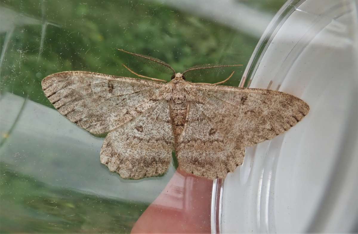 Pale Oak Beauty (Hypomecis punctinalis) photographed in Kent by John Dale