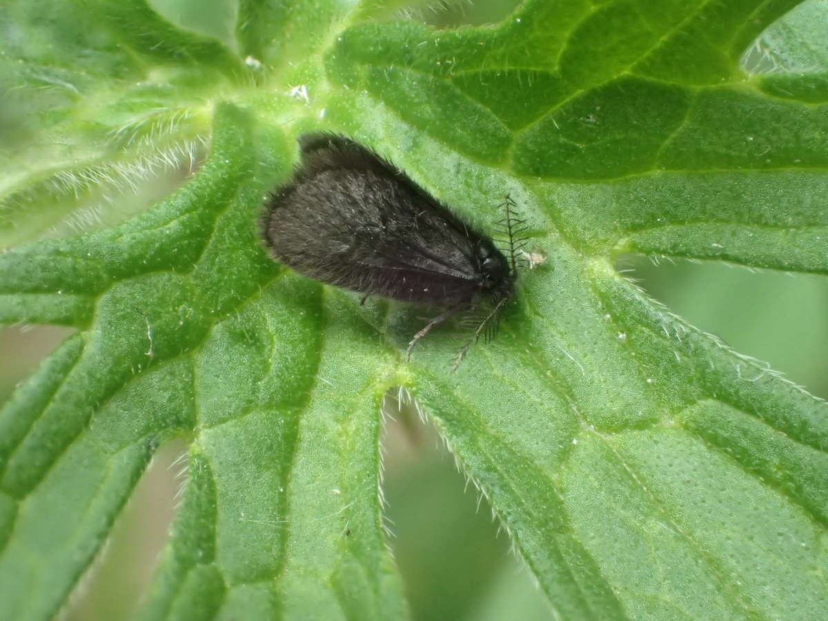 Round-winged Bagworm (Epichnopterix plumella) photographed at Sandwich Bay by Dave Shenton 