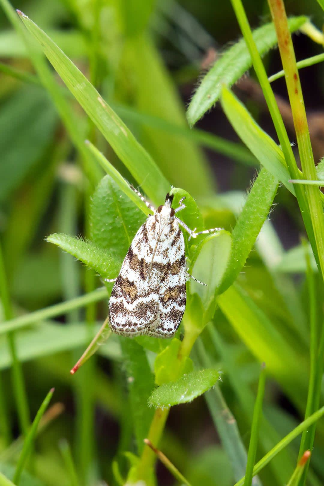 Meadow Grey (Scoparia pyralella) photographed in Kent by David Ridley