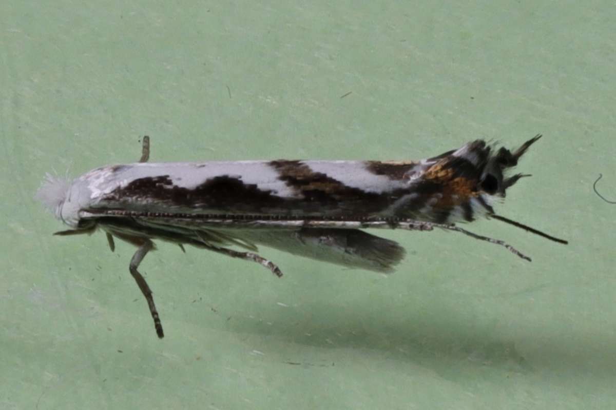 Striped Bent-wing (Lyonetia prunifoliella) photographed in Kent by Steve Cutt